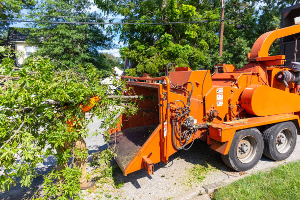 The Steps Involved in Our Tree Care Process in Campton Hills, IL